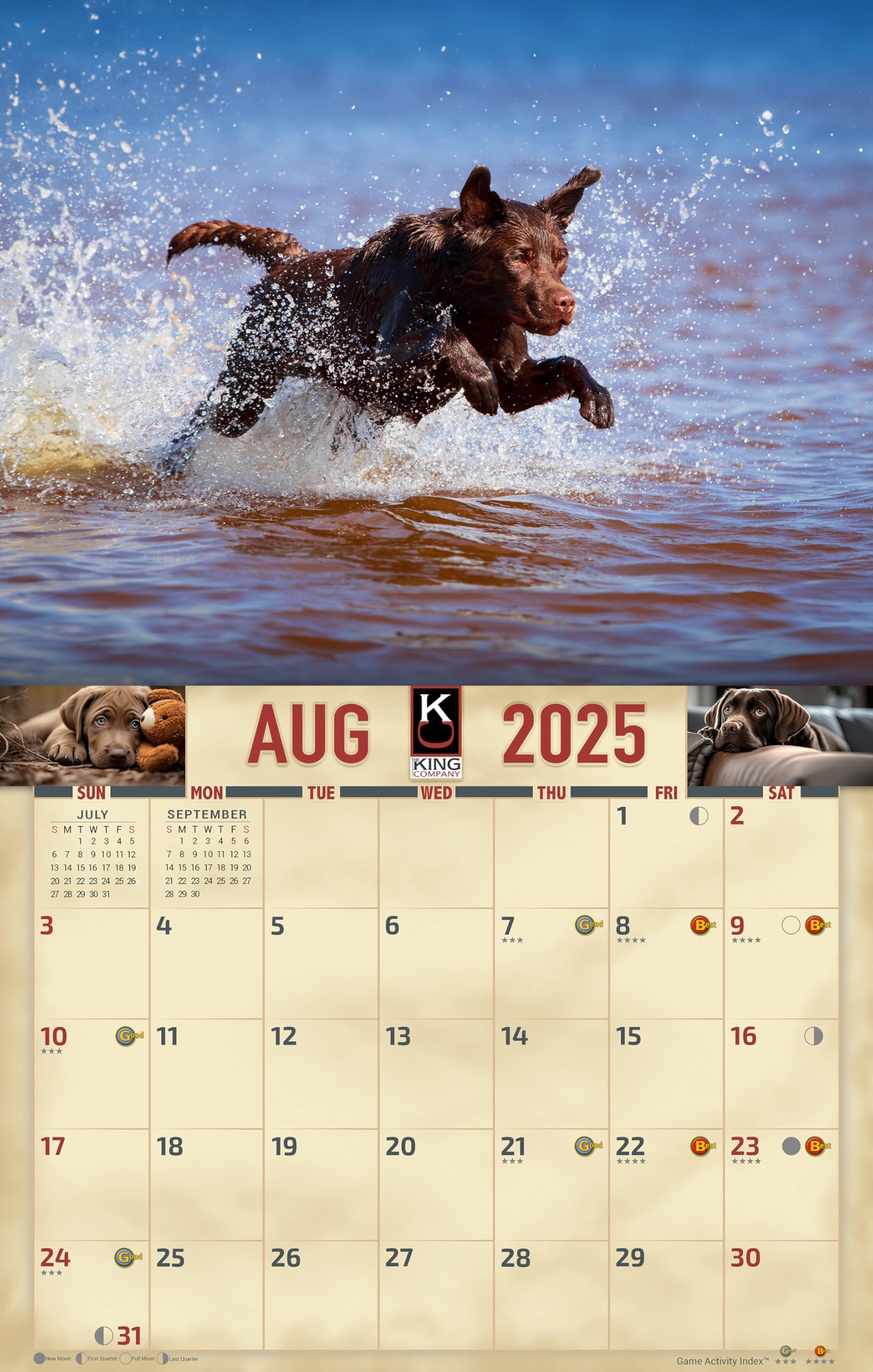 Amazon 2025 Chocolate Labrador Dog Wall Calendar 16 Month X Large Size 14x22 Best Chocolate Lab Dog Calendar By The KING Company Monster Calendars 2025 Chocolate Lab Wall Calendar Office Products