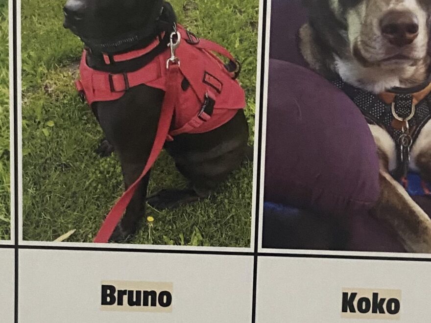 I Submitted My Dog To The 2024 Praise My Pet Calendar And He Is In The May 2024 Part R lookatmydog