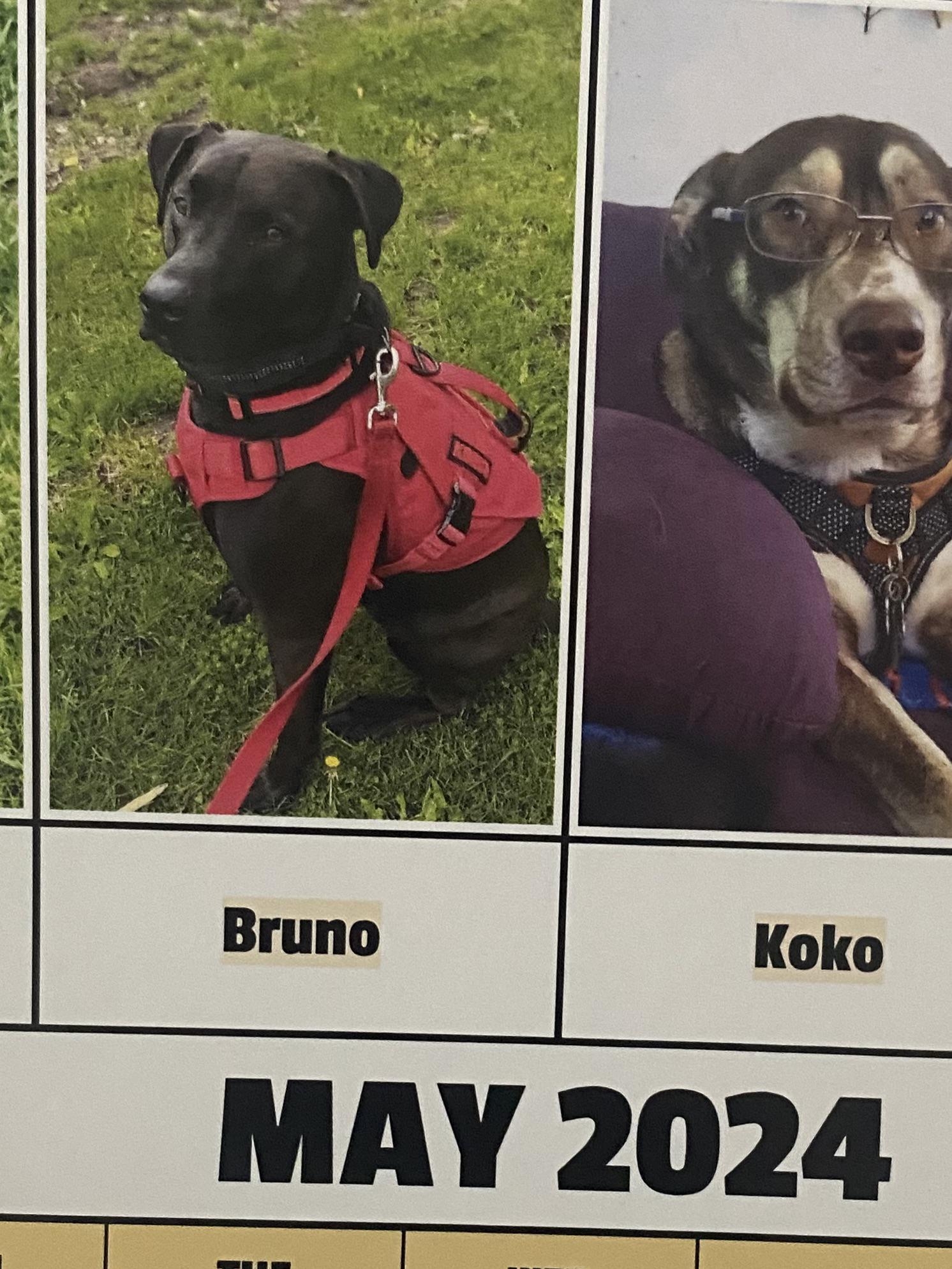 I Submitted My Dog To The 2024 Praise My Pet Calendar And He Is In The May 2024 Part R lookatmydog